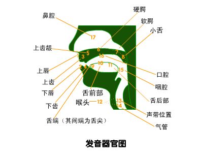 播音主持培訓內(nèi)容之發(fā)聲器官示意圖